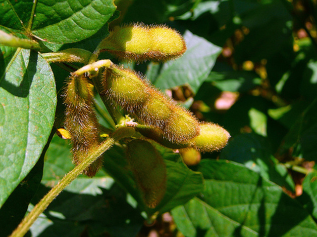 Soybean discovered as a possible food allergen