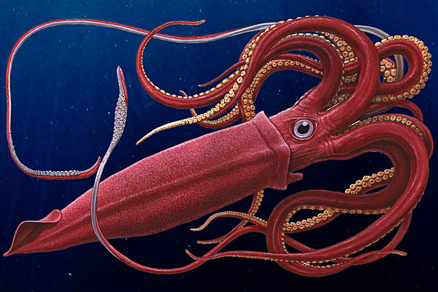Video of a Giant Squid