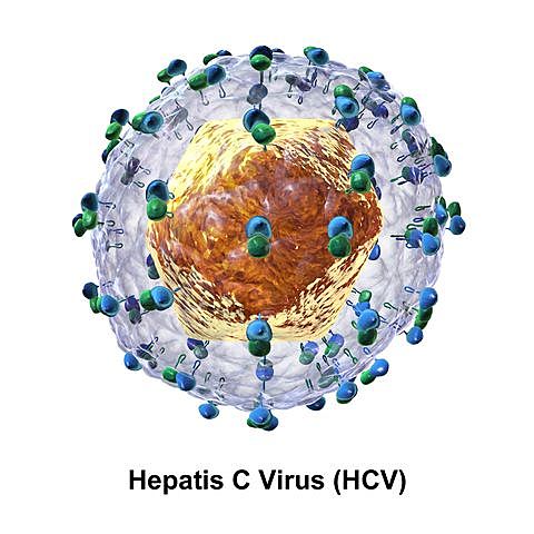 Descobriment d'una varietat del virus de l'Hepatitis C
