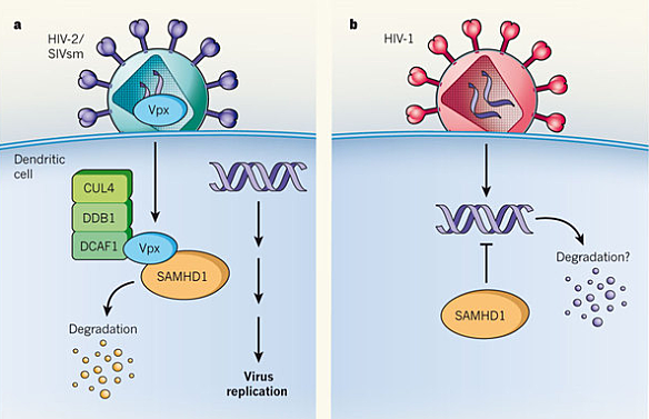 Factor de restricció SAMHD1