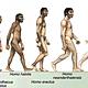 Evolucion