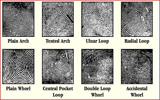 Fingerprint patterns had distinct types