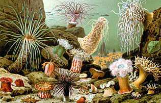 Primer organisme aquàtic pluricel·lular.