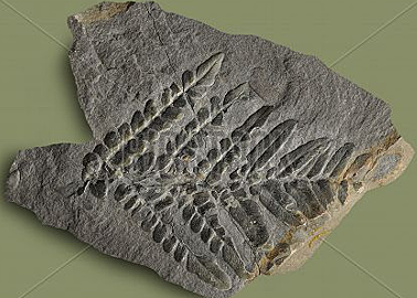 Primer organisme pluricel·lular vegetal.