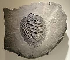 Primer organisme pluricel·lular animal.