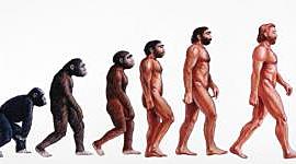 Timeline: Evolució de la vida a la Terra