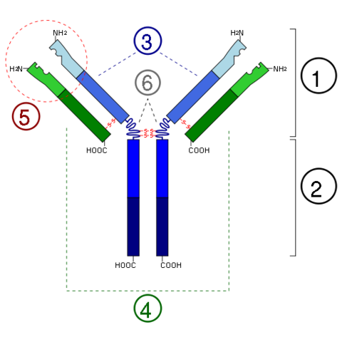 IgE antibodies first discovered