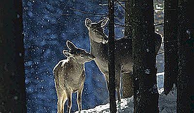 Amenaza de extinción