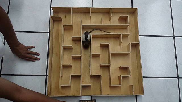 Edward C. Tolman - Experimento con ratas y laberintos