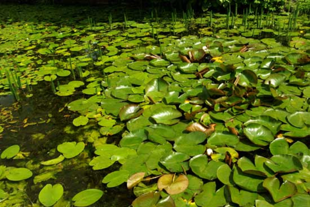 Land plants (480 mya)