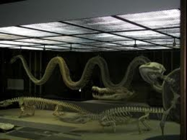 Repitles (350 mya)