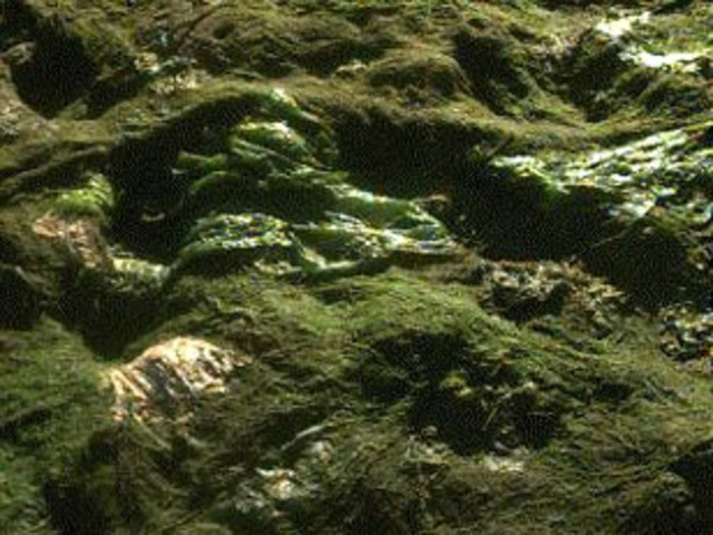 480 million years ago