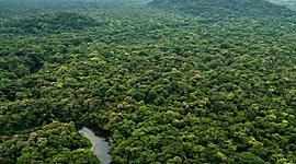 Timeline: Globalización y medio ambiente