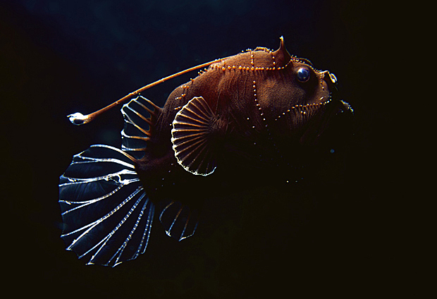 proof of deep sea life