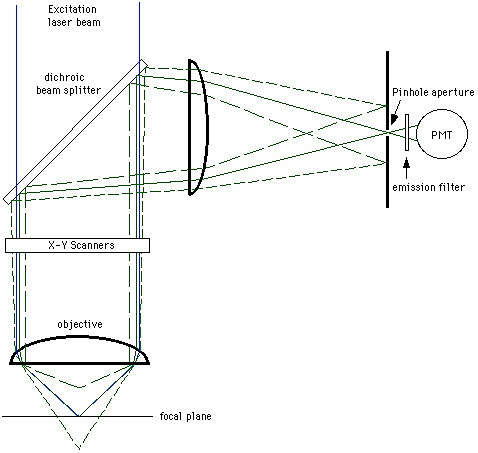 Confocal Microscope