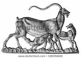 What is Greece's national animal?