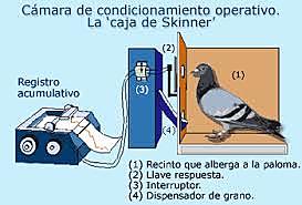 B. F. Skinner 'Experimento de la superstición de las palomas'
