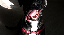 Timeline: Deadly Tsunamis