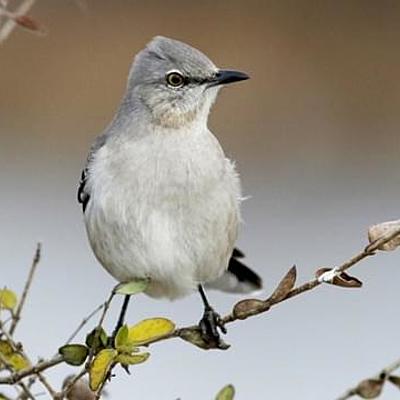 Timeline: To kill a mockingbird events (all events are in an aproximate date as it is not mentioned when they happen with some of them)