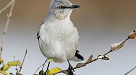 Timeline: To kill a mockingbird events (all events are in an aproximate date as it is not mentioned when they happen with some of them)