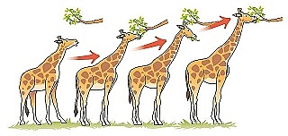 Teoría de evolucionismo según Lamarck