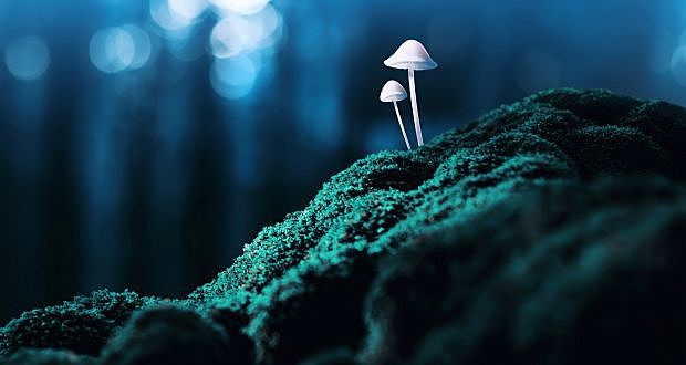 Psychedelics made illegal