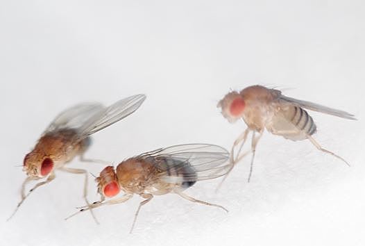 First Animals in Space