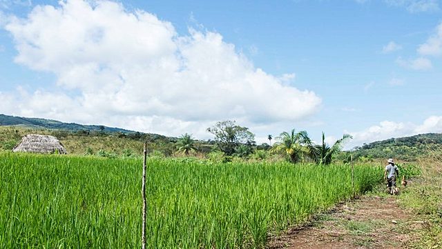 Organización social