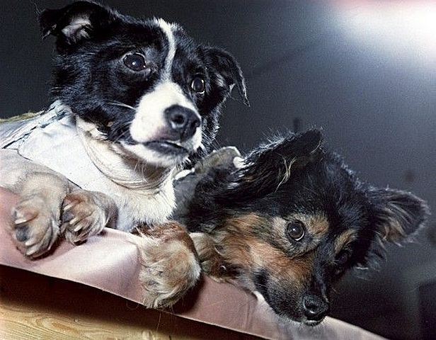 Longest Stay in Space by any Animal