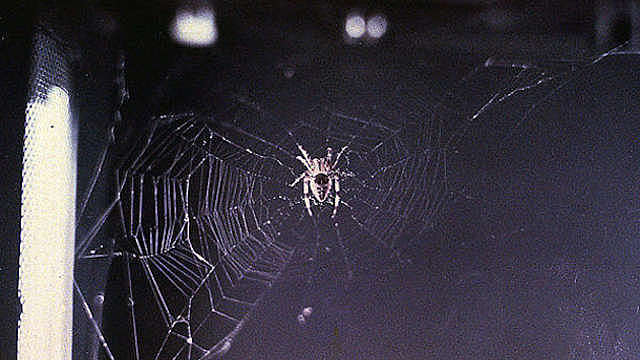 The First Spider Web in Space
