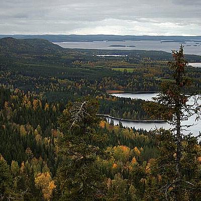 Timeline: Bosque Sherwood