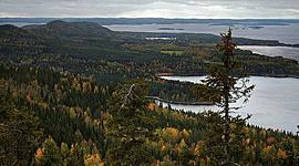 Timeline: Bosque Sherwood