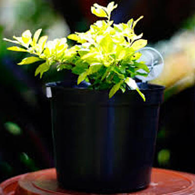 Timeline: Propagación de la Duranta por medio de esquejes.