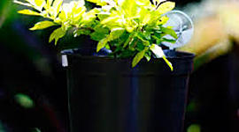 Timeline: Propagación de la Duranta por medio de esquejes.