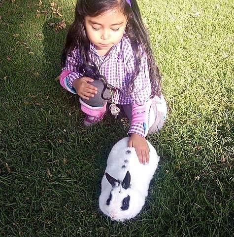 me gustan mucho los animales