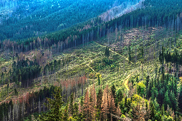 Bosque de Sherwood en la actualidad.