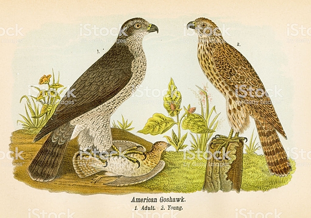 Litografía en E.U.A