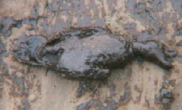 Sea Empress 72,000 Tonnes