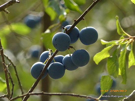Frutos