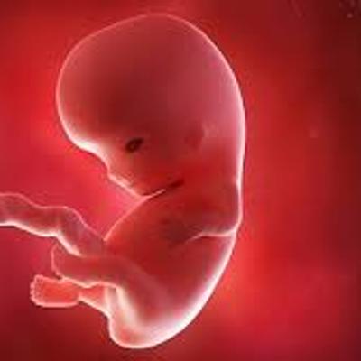 Timeline: Fetal Development