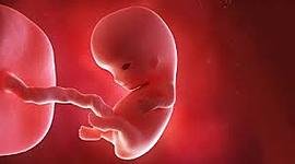 Timeline: Fetal Development