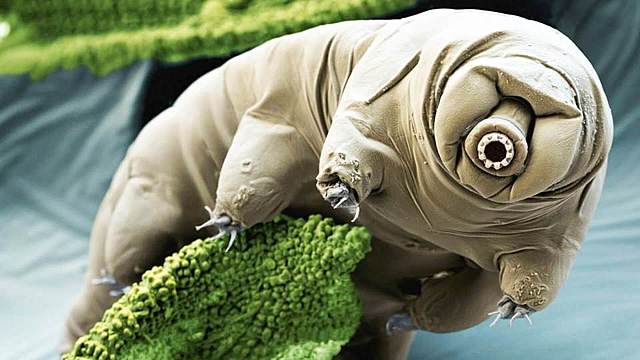 Discovering Tardigrades/Water Bears