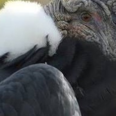 Timeline: precidentes de colombia