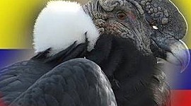 Timeline: precidentes de colombia