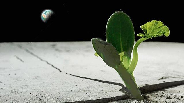 Plants On The Moon