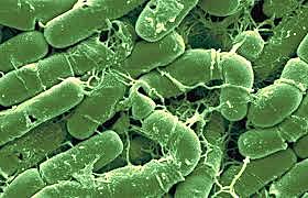 Clonación del gen Bacillus thuringiensis.