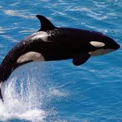 Timeline: Aleix Arthur 6éC