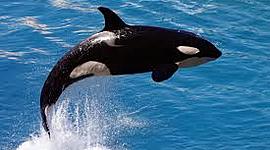 Timeline: Aleix Arthur 6éC