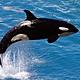 Orca