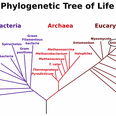 Timeline: Evolució del metabolisme